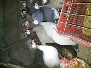 Bibilici multicolore - imagine 2