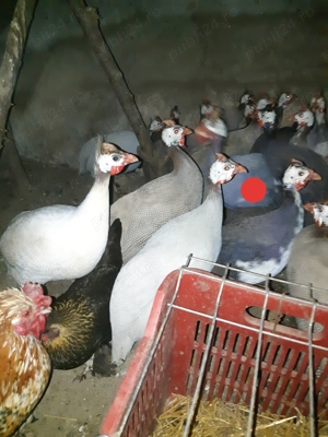 Bibilici ouătoare tinere - imagine 2