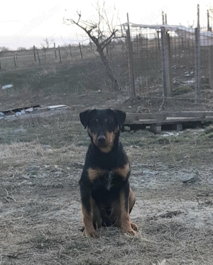 Jagdterrier de vânătoare - imagine 2