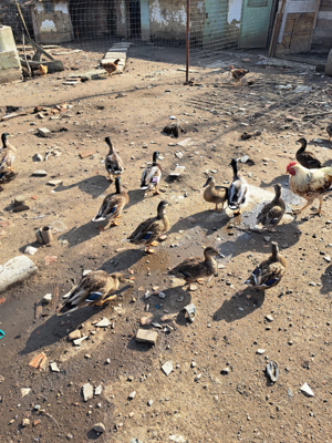 Vand Rate salbatice  - imagine 3