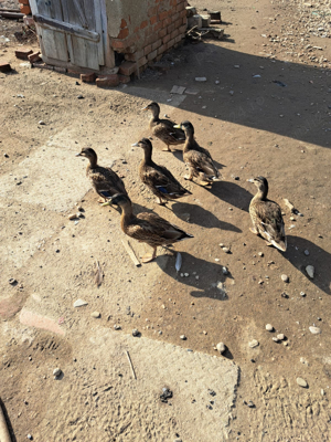 Vand Rate salbatice  - imagine 2