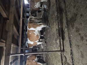 Angajez muncitori ferma vaci 