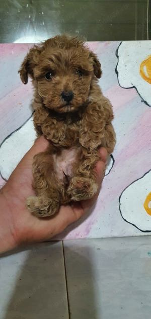 Pudel toy - imagine 2