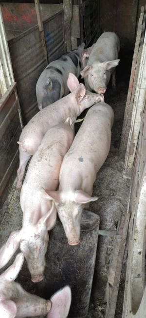 Vând Purcei Rasa Pietrain x Marele Alb   Calitate Premium