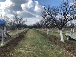 Palinca -tuica de pruna  pentru cunoscatori