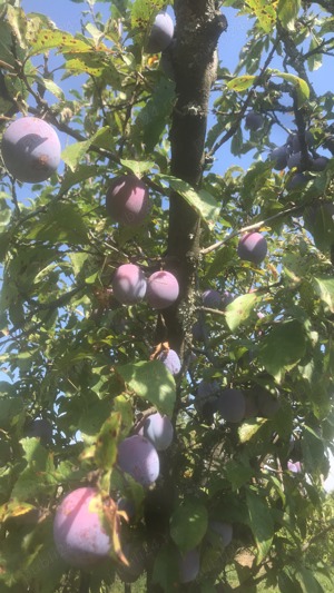 Palinca -tuica de pruna  pentru cunoscatori - imagine 2