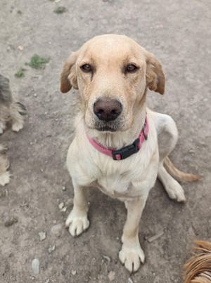 Donez Femelă Labrador  - imagine 2