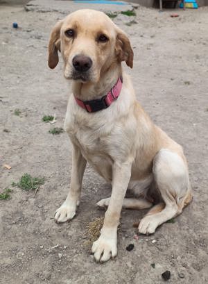 Donez Femelă Labrador 