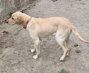 Donez Femelă Labrador  - imagine 3