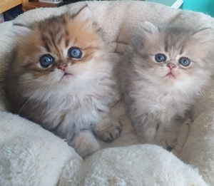 Persana chinchilla  - imagine 3