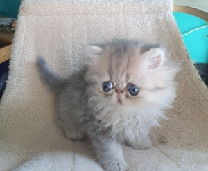 Persana chinchilla  - imagine 2