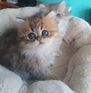 Persana chinchilla  - imagine 5