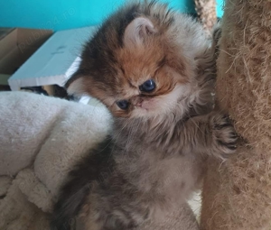 Persana chinchilla  - imagine 4