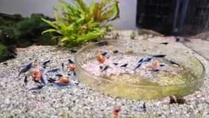 Vand creveti acvariu Blue dream neocaridina - imagine 3