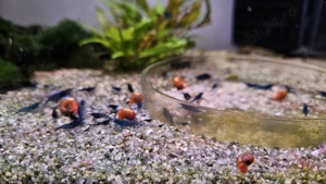 Vand creveti acvariu Blue dream neocaridina - imagine 6