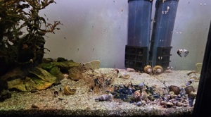 Vand creveti acvariu Blue dream neocaridina - imagine 4