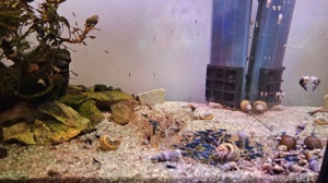 Vand creveti acvariu Blue dream neocaridina - imagine 2