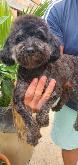 Pudel toy cu pedegree - imagine 2