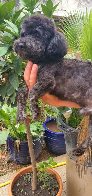 Pudel toy cu pedegree - imagine 3