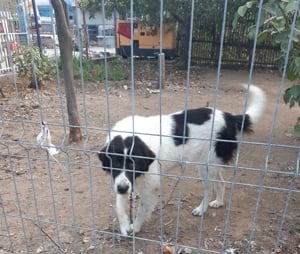 Vand femela CR Bucovina - imagine 4