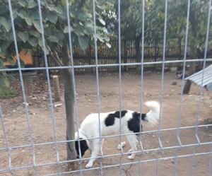 Femela si mascul de Bucovina! - imagine 5