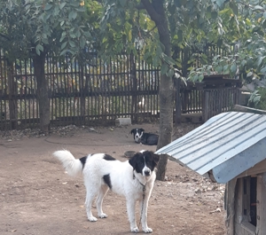 Femela si mascul de Bucovina! - imagine 2