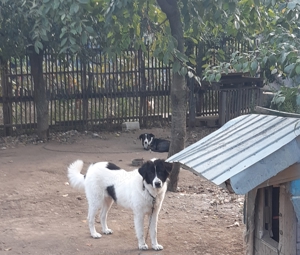 Femela si mascul de Bucovina! - imagine 3