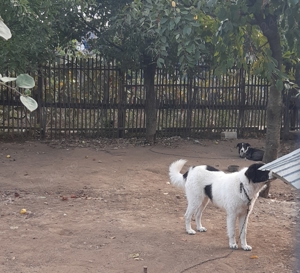 Femela si mascul de Bucovina! - imagine 4