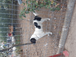 Femela si mascul de Bucovina! - imagine 9