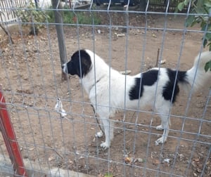 Vand femela CR Bucovina - imagine 2