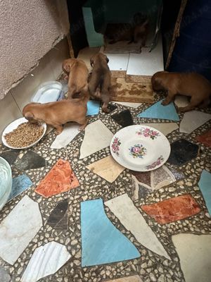 vind catei - imagine 6 vind catei - imagine 6