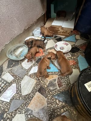 vind catei - imagine 2 vind catei - imagine 2