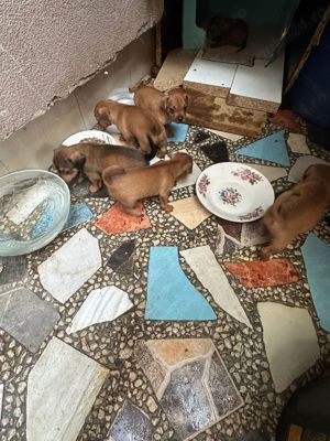 vind catei - imagine 5 vind catei - imagine 5