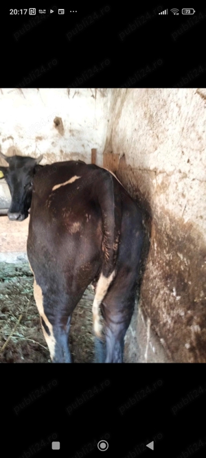 achiziții vaci.tauri.cai.oi - imagine 2 achiziții vaci.tauri.cai.oi - imagine 2