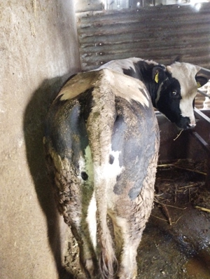 achiziții vaci.tauri.cai.oi - imagine 3 achiziții vaci.tauri.cai.oi - imagine 3