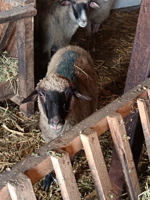 achiziții vaci.tauri.cai.oi - imagine 5 achiziții vaci.tauri.cai.oi - imagine 5