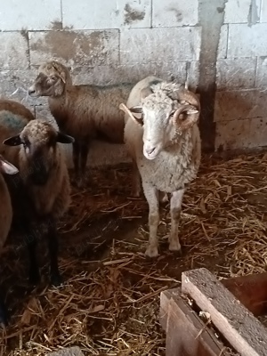 achiziții vaci.tauri.cai.oi - imagine 4 achiziții vaci.tauri.cai.oi - imagine 4