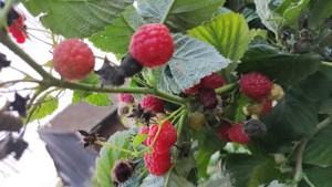 Zmeură sugana drajoni - imagine 2