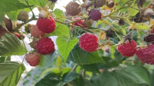 Zmeură sugana drajoni - imagine 3