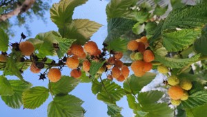 Zmeură Poranna Rosa drajoni