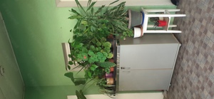 Vand  ghivece cu diferite Flori - imagine 2