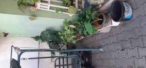 Vand  ghivece cu diferite Flori - imagine 3