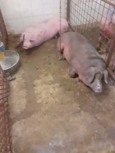 VAND PORCI