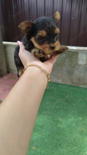 Yorkshire Terrier mini