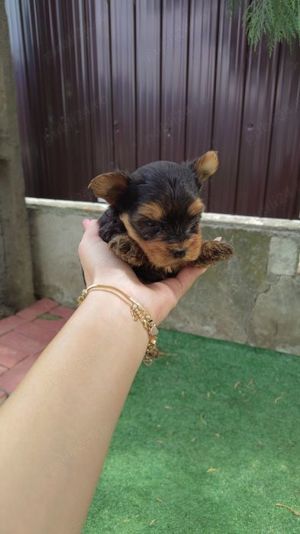 Yorkshire Terrier mini - imagine 5