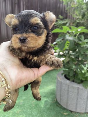 Yorkshire Terrier mini - imagine 3