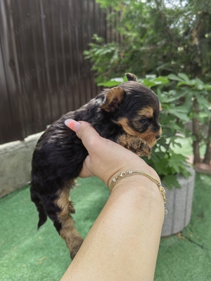 Yorkshire Terrier mini - imagine 7