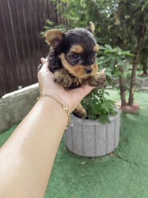 Yorkshire Terrier mini - imagine 6