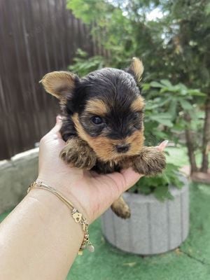 Yorkshire Terrier mini