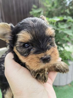 Yorkshire Terrier mini - imagine 4